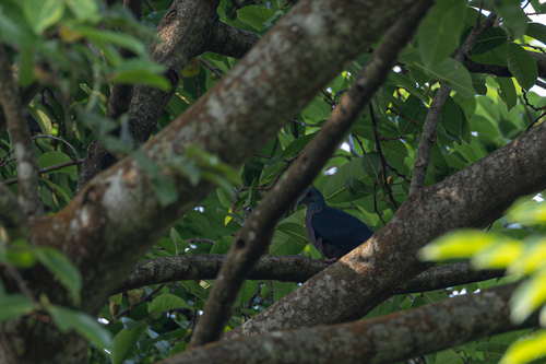 Western Bronze-naped Pigeon (Columba iriditorques), photo 3