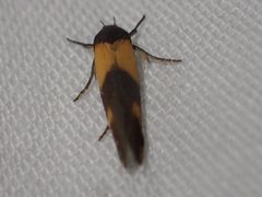 Antipterna euanthes