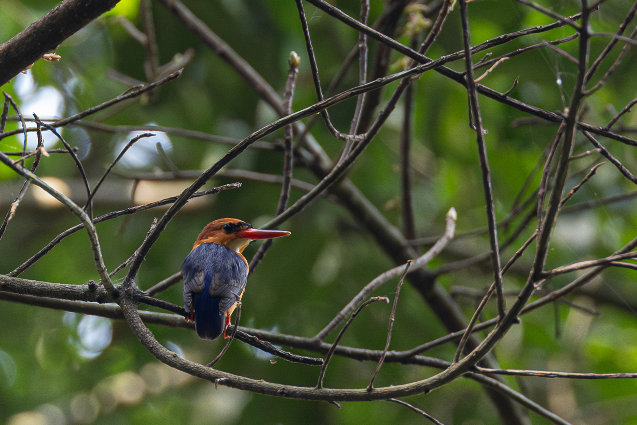 African Dwarf Kingfisher (Ispidina lecontei), photo 2