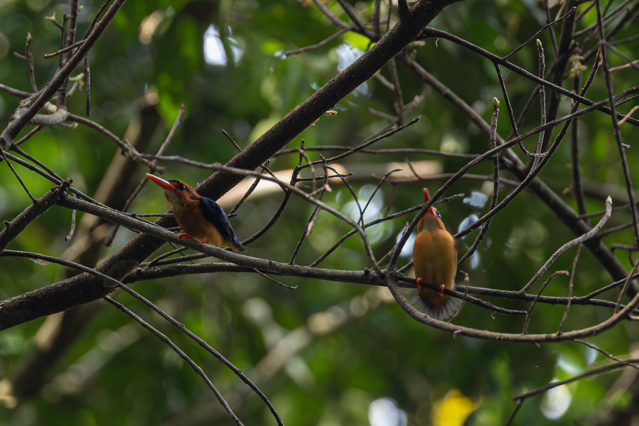 African Dwarf Kingfisher (Ispidina lecontei), photo 3