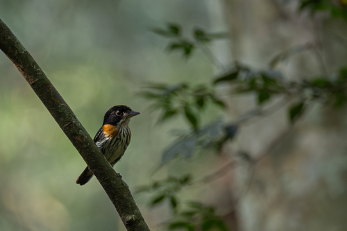 Rufous-sided Broadbill (Smithornis rufolateralis), photo 8