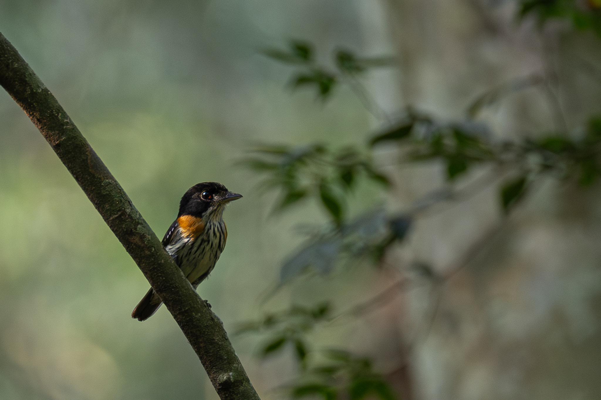 Rufous-sided Broadbill (Smithornis rufolateralis), photo 1