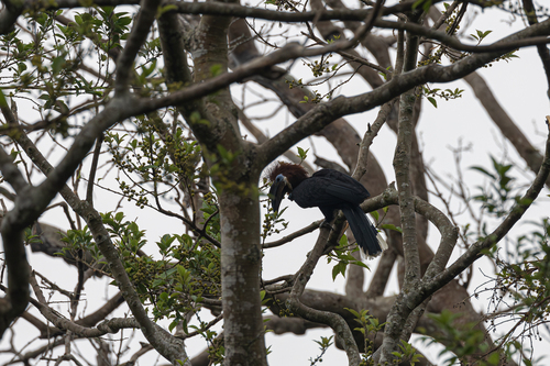Black-casqued Hornbill (Ceratogymna atrata)