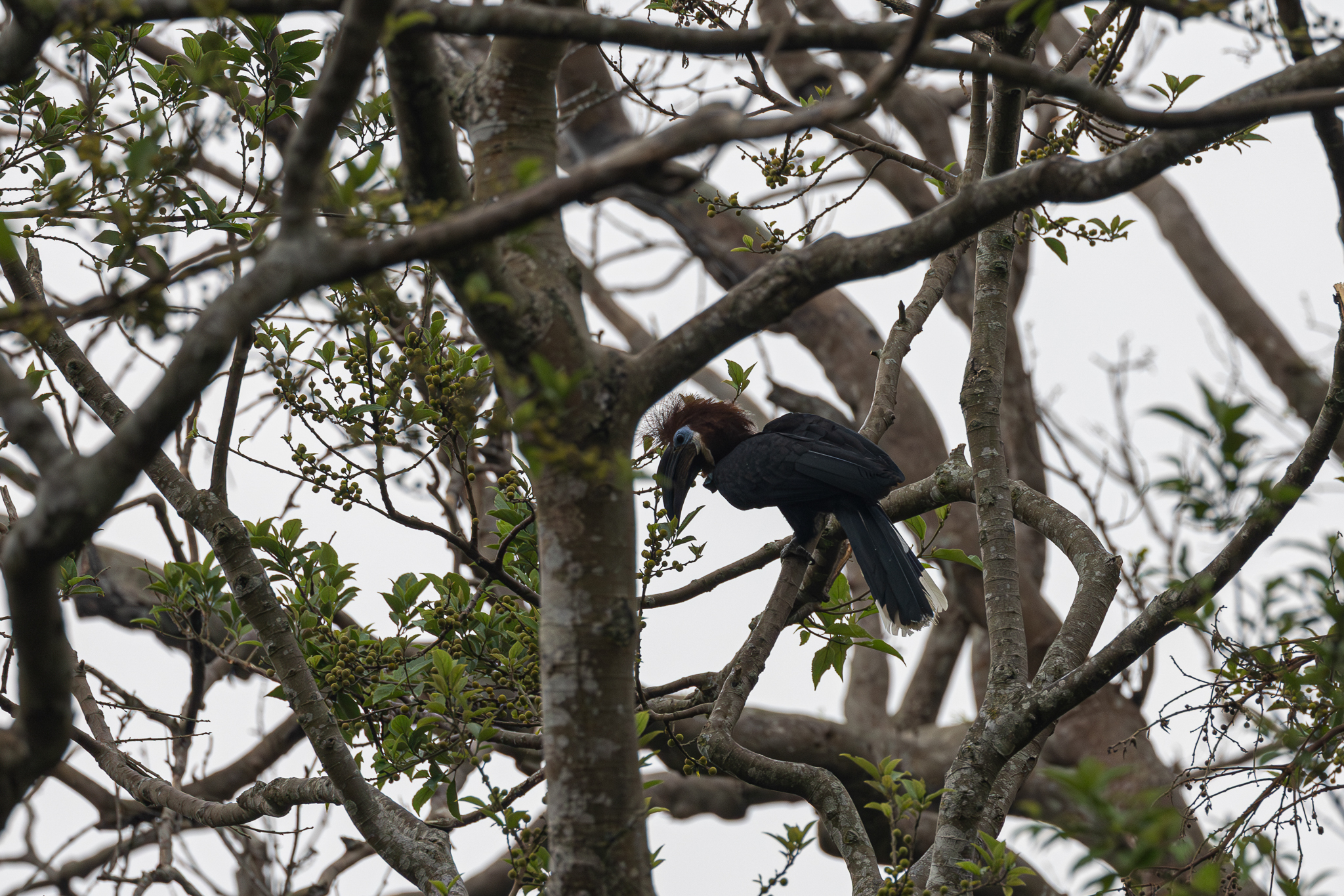Black-casqued Hornbill (Ceratogymna atrata), photo 1