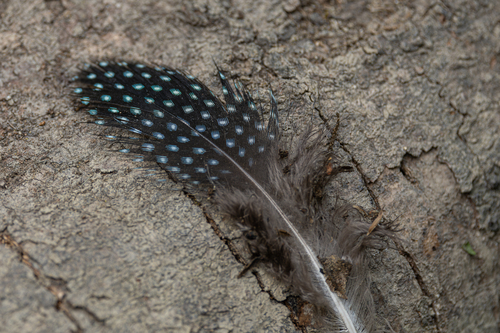 Western Crested Guineafowl (Guttera verreauxi), photo 3