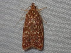 Syringoseca rhodoxantha