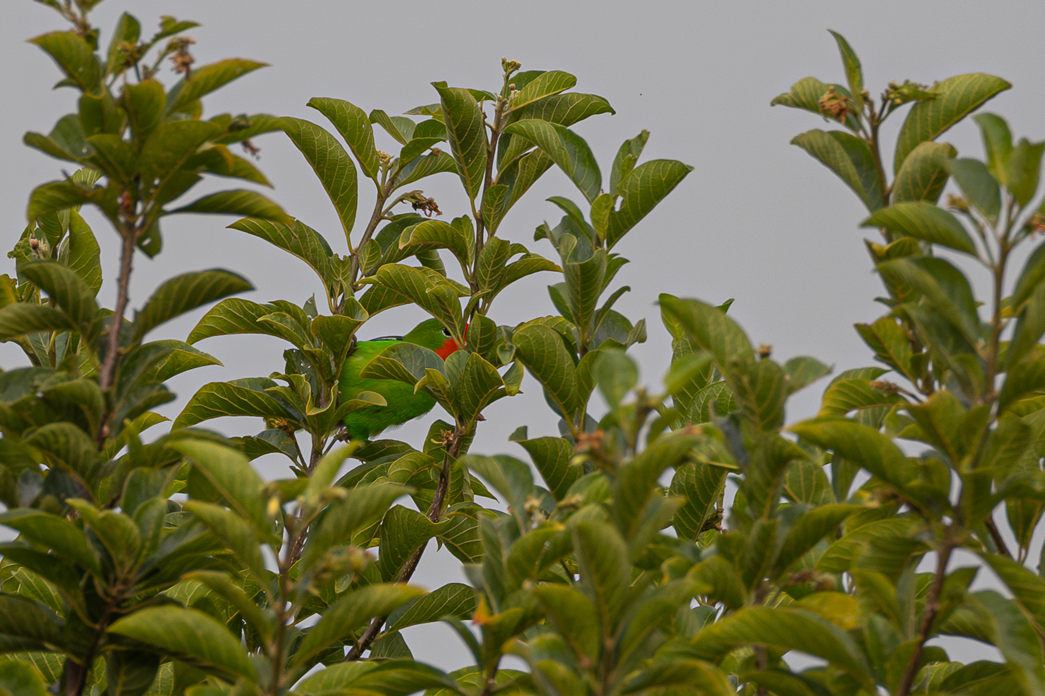 Red-headed Lovebird (Agapornis pullarius), photo 7