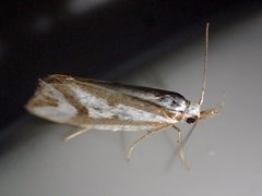 Orthiastis hyperocha