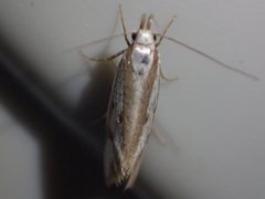 Orthiastis hyperocha