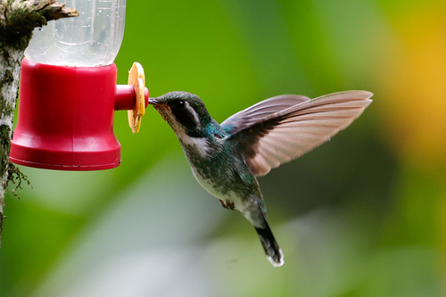 Geoffroy's Daggerbill (Schistes geoffroyi), photo 6