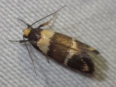 Cosmaresta callichrysa