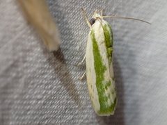 Earias huegeliana