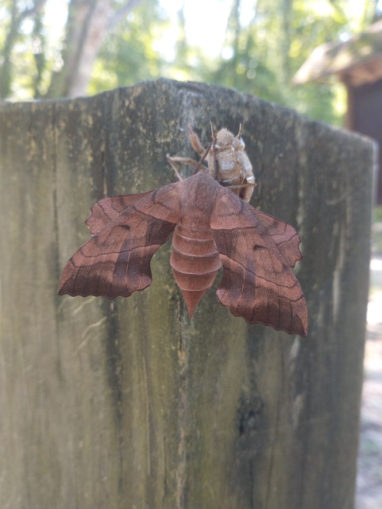 Walnut Sphinx from Lafayette, LA 70501, USA on June 13, 2024 at 11:12 ...