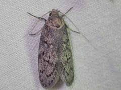 Ericrypsina chorodoxa