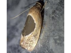 Hoplomorpha abalienella