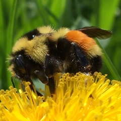 Bombus bifarius