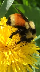 Bombus bifarius