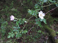 Rosa squarrosa