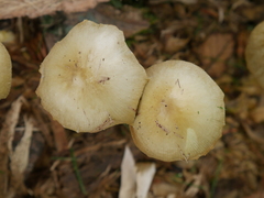Agaricales