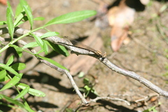 Argia tibialis