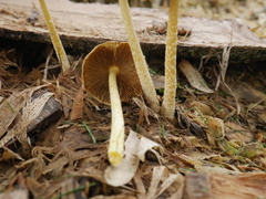 Agaricales