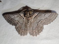 Hypobapta tachyhalotaria