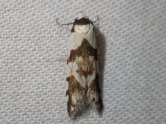 Oxythecta alternella