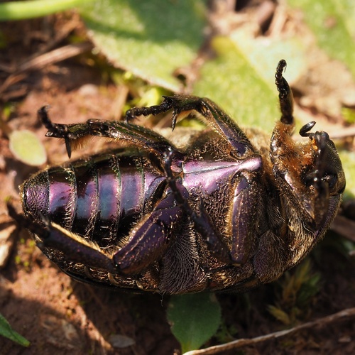 Dėmėtasis Auksavabalis nuotrauka