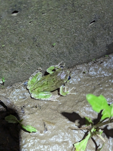 Japanese Tree Frog