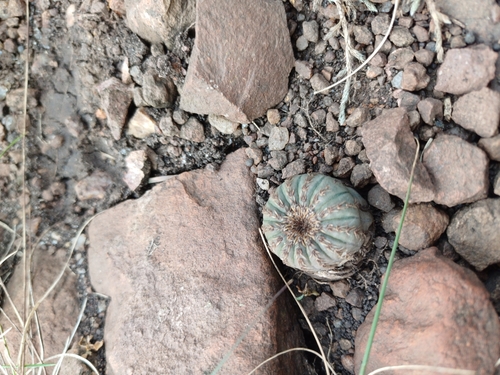 Frailea castanea