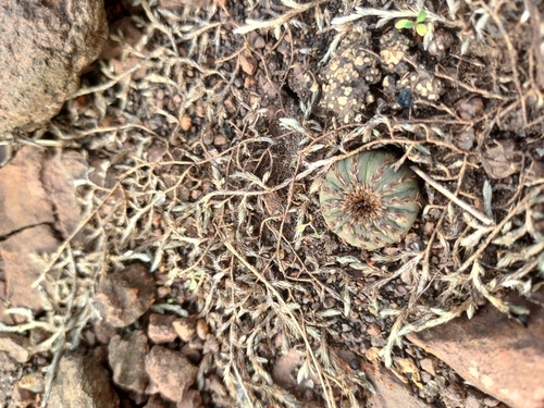 Frailea castanea