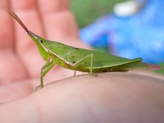 Atractomorpha australis