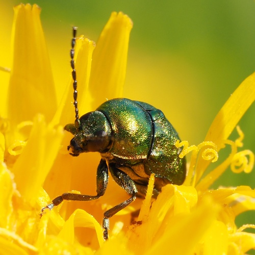 Žaliasis Paslėptagalvis nuotrauka