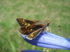 Lon melane vitellina