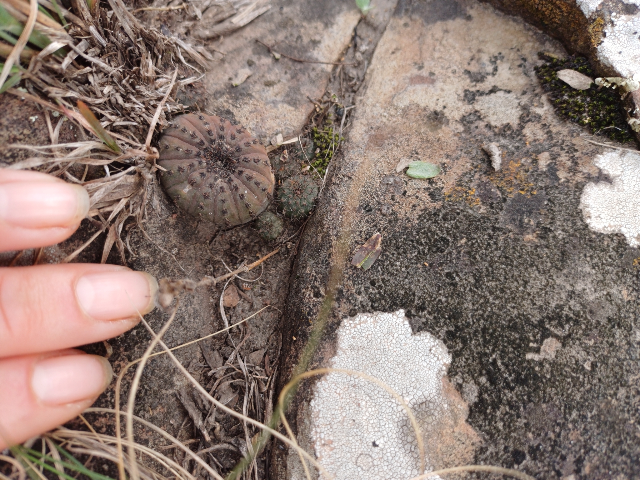 Frailea castanea