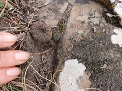 Frailea castanea
