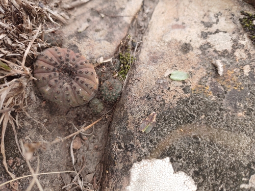 Frailea castanea