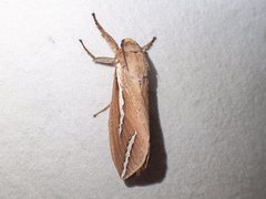 Abantiades latipennis