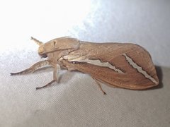 Abantiades latipennis