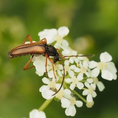 Alosterna tabacicolor