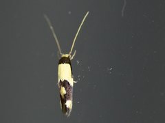 Opogona comptella