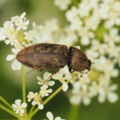 Prosternon tessellatum