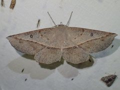 Phallaria ophiusaria