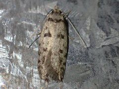 Scatochresis episema