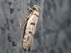 Scatochresis episema