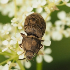 Prosternon tessellatum