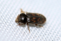 Heterocerus mollinus