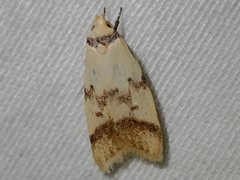 Heteroteucha anthodora