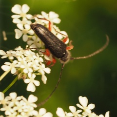 Anoplodera rufipes