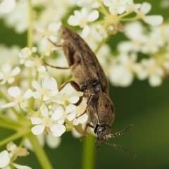 Prosternon tessellatum